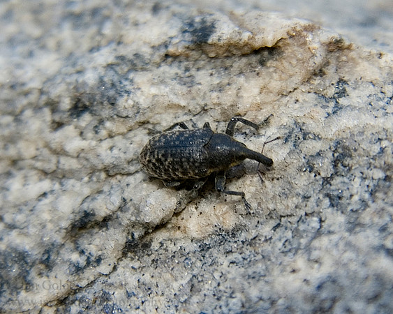 Weevil