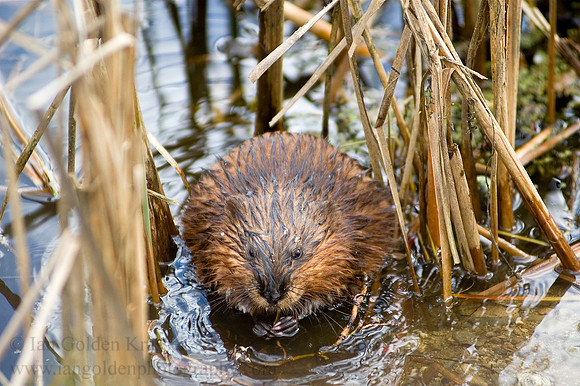 Beaver