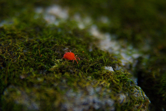 Mite