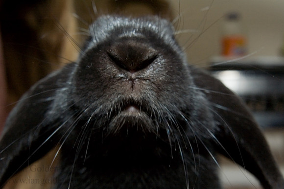 Rabbit